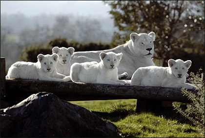 I love these white lio.. Animals - 